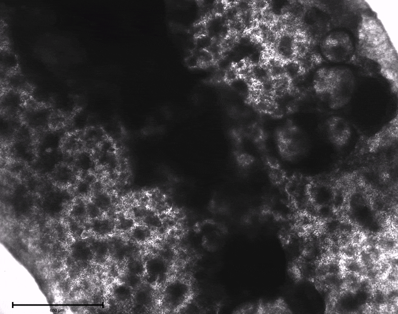 A screenshot of Dr. Jose's work with LunaGel.